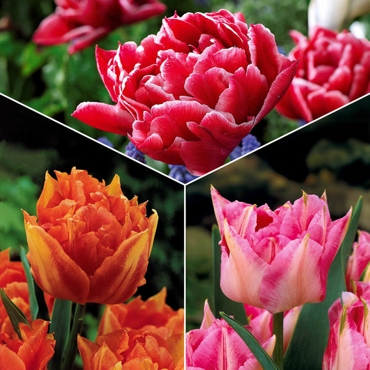 Collection de 25 Tulipes doubles Murillo - Bakker