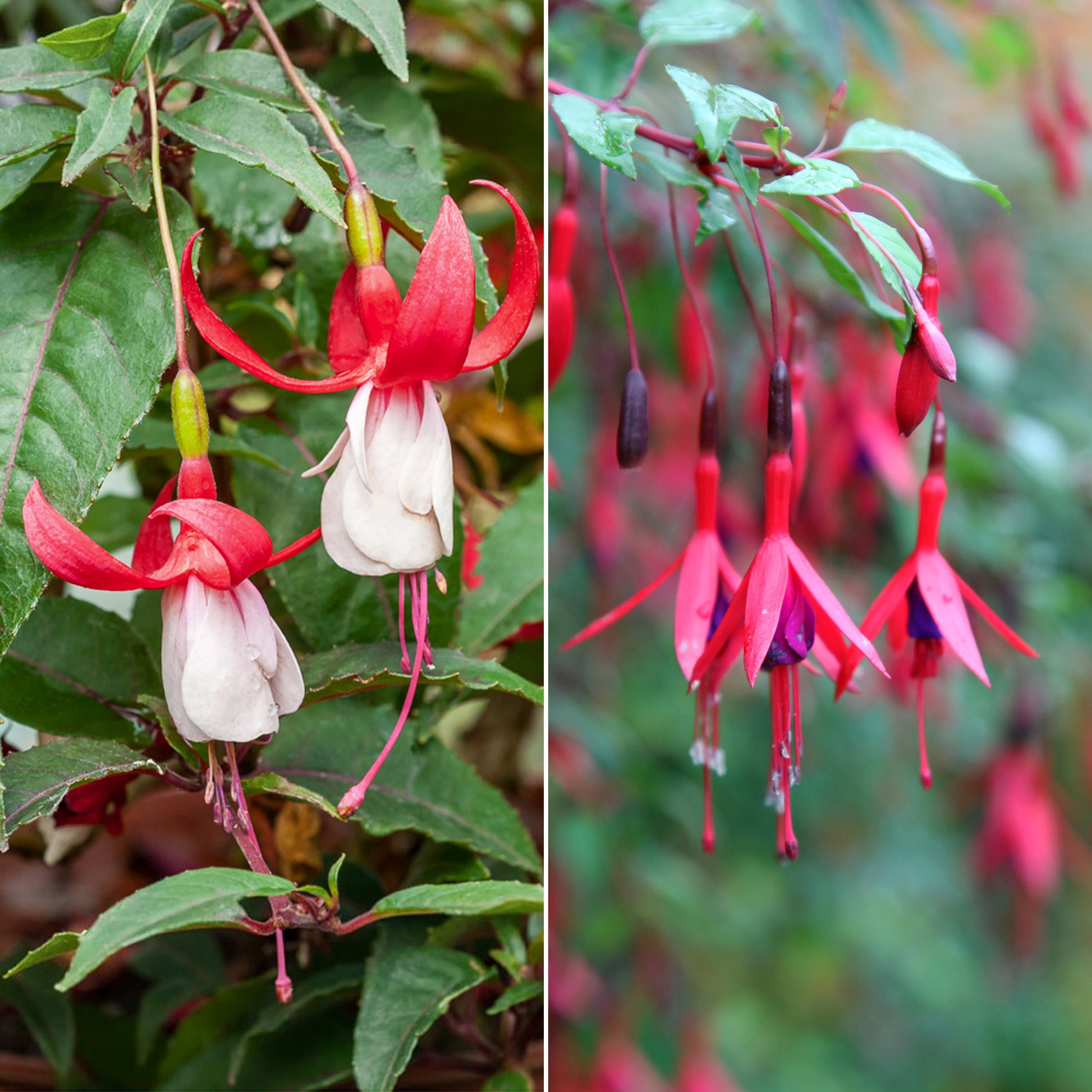 Fuchsias rustiques en mélange - Bakker.com | France