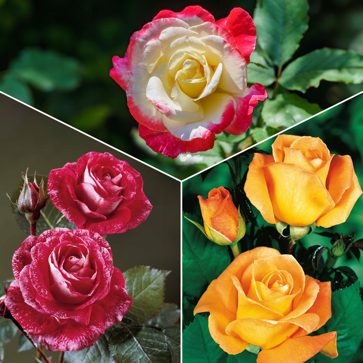 Collection de 3 Rosiers buissons : Famosa, Whisky, Double Delight - Bakker