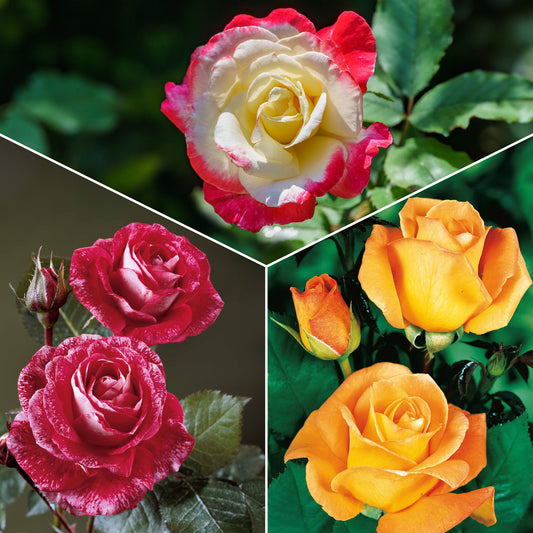 Bakker - Collection de 3 Rosiers buissons : Famosa, Whisky, Double Delight - Rosa 'famosa', 'whisky', 'double delight' - Rosiers