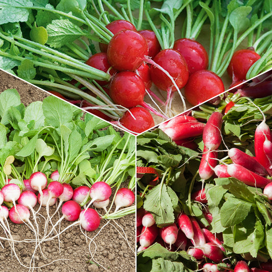 Collection de Radis - Bakker