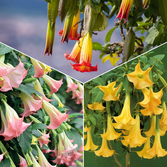 Collection de Brugmansias : rouge et or, jaune, rose - Bakker.com | France