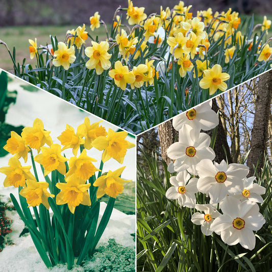 Bakker - Collection de 30 Narcisses Fortune et Rijnveld Early Sensation - Narcissus 'fortune', 'rijnveld early sensation', ' - Bulbes de printemps