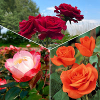 Collection de 3 Rosiers sans entretien - Bakker