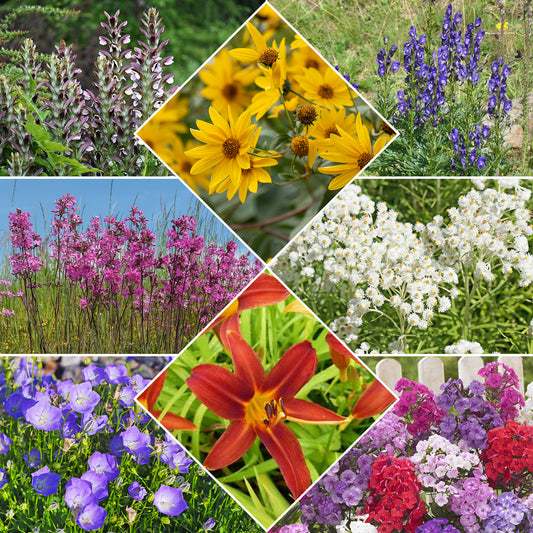 Le massif été fleuri - 18 plantes vivaces - Superficie environ 2 m² - Bakker