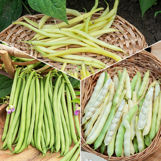 Collection d'Haricots - Bakker