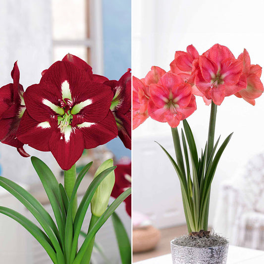 Collection d'Amaryllis géantes