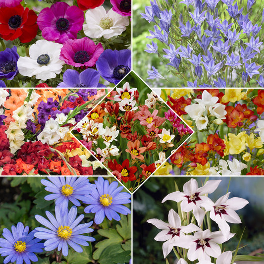 Pack de 312 bulbes - Bakker