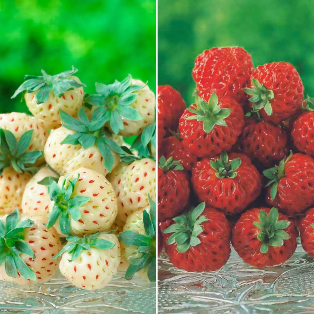 Collection de 4 fraisiers originaux - Bakker