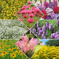 Collection de 15 plantes vivaces  - 2 m² - Bakker
