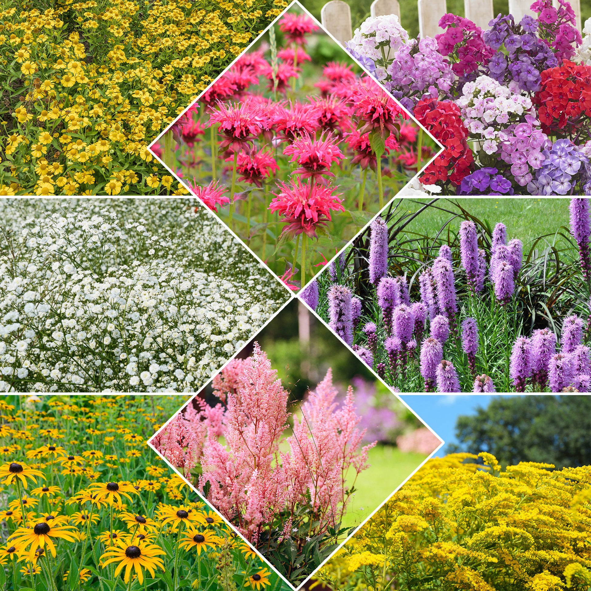 Collection de 15 plantes vivaces  - 2 m² - Bakker