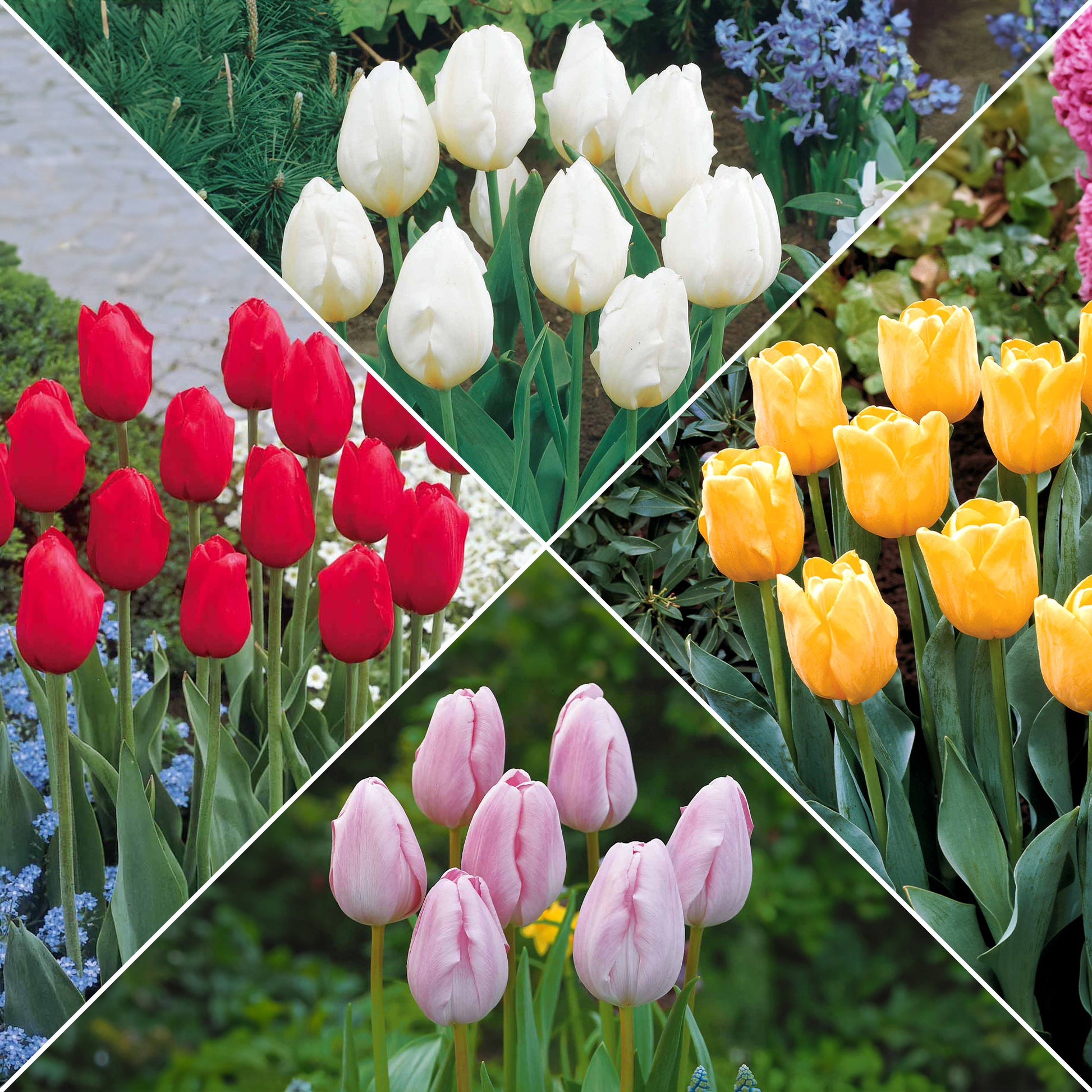 Bakker - Collection de 20 Tulipes à longues tiges - Tulipa - Bulbes à fleurs