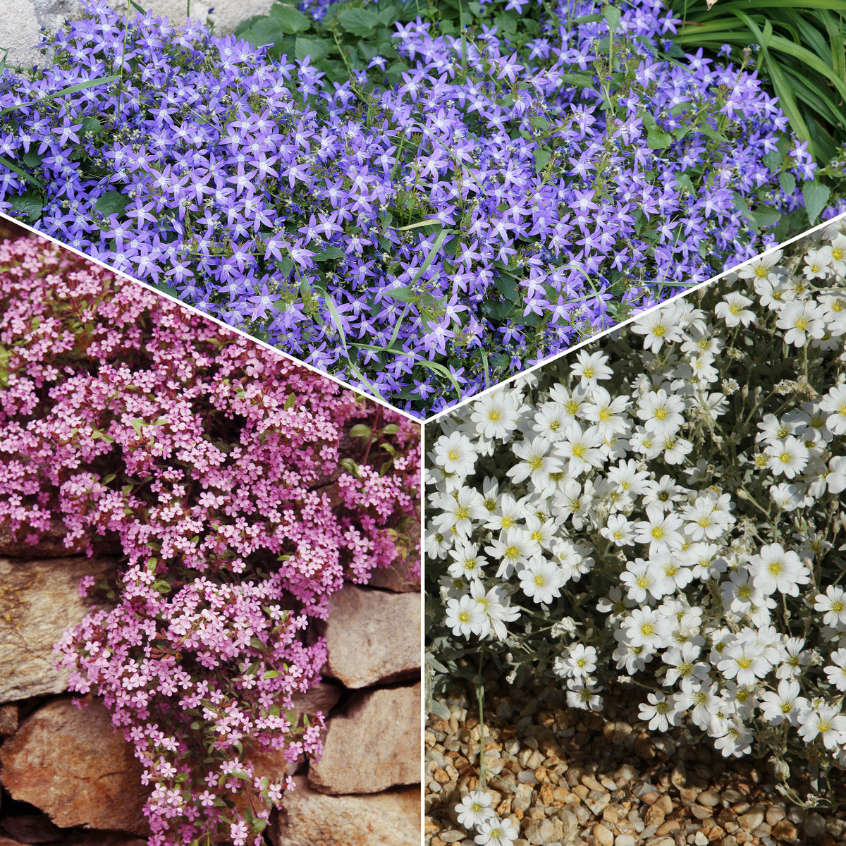 Collection de 13 plantes vivaces rampantes et tapissantes - Bakker