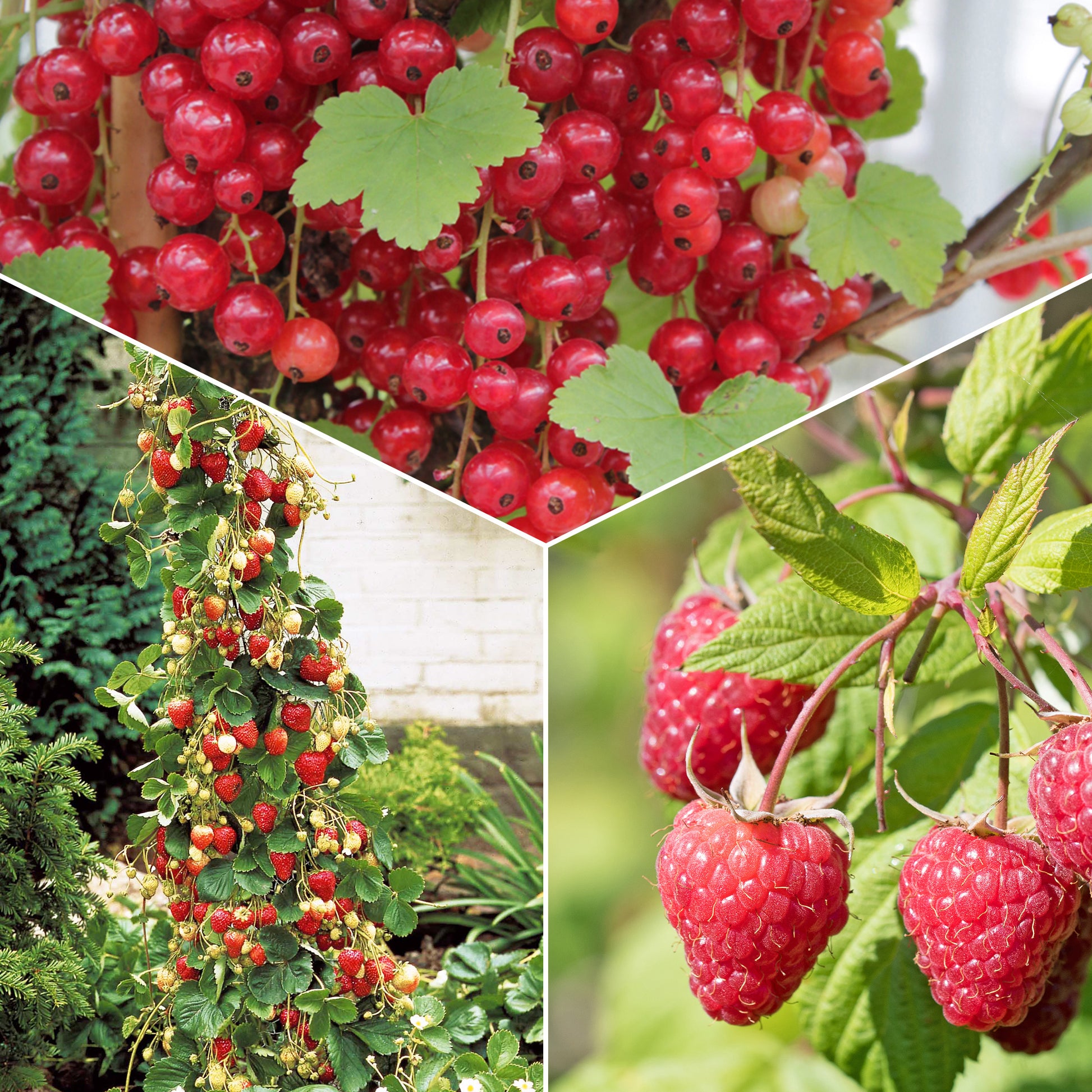 Collection de Fruitiers à fruits rouges - Bakker.com | France