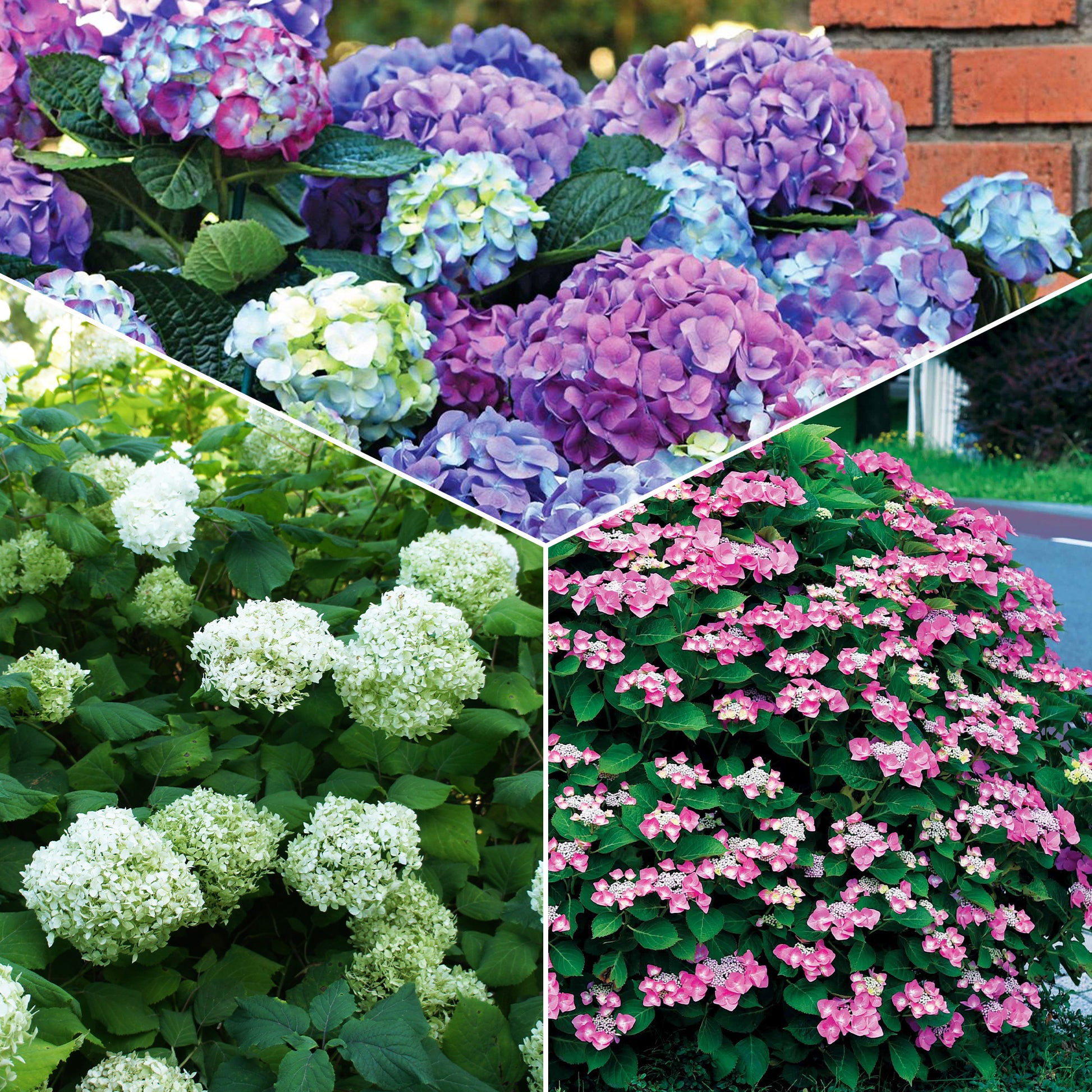 Collection d'Hortensias pour massifs et haies fleuris - Bakker.com | France