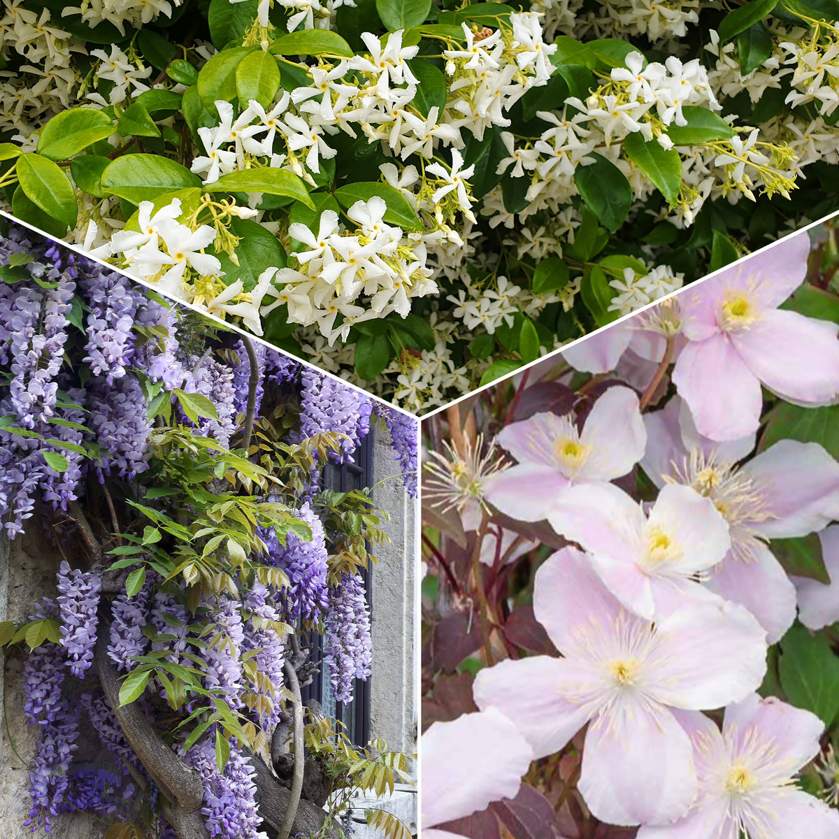 Collection de 3 plantes grimpantes à floraisons abondantes - Bakker