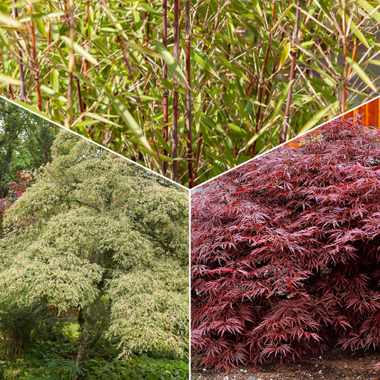 Bakker - Collection de 3 arbustes pour jardin japonais - Fargesia scabrida, cornus controversa, acer palmat - Plantes d'extérieur