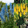 Collection de delphiniums et tritomas - Bakker