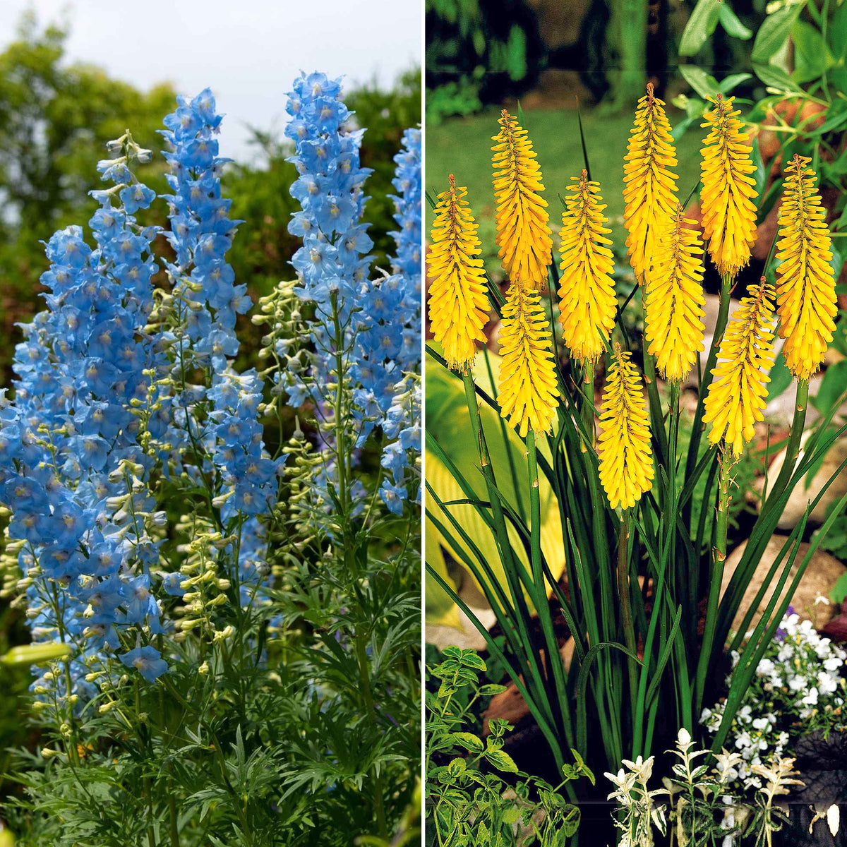 Collection de delphiniums et tritomas - Bakker