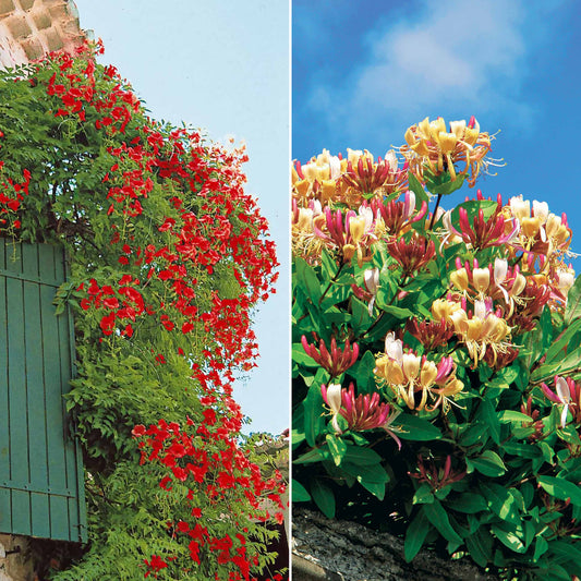 Bakker - Collection de Bignone et Chèvrefeuille - Campsis radicans stromboli, lonicera periclymenum - Arbustes et vivaces