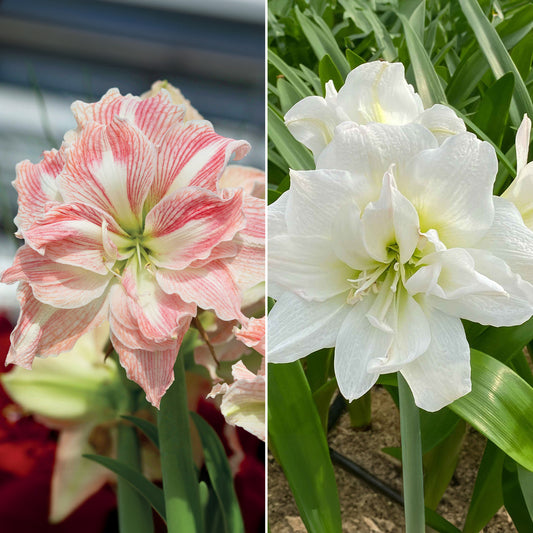 Collection d'Amaryllis rose et blanche