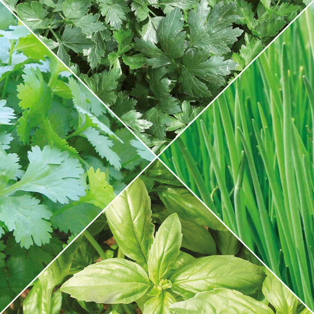 Collection d'aromatiques Bio - Bakker