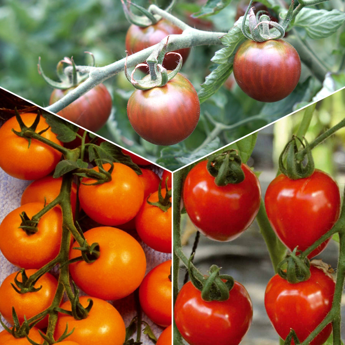 Collection de Tomates cerises - Bakker