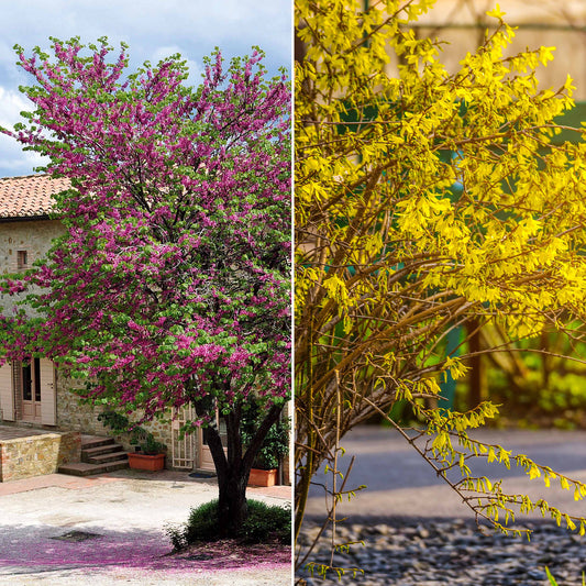 Collection de 2 arbustes : Forsythia et Arbre de Judée