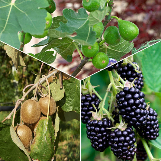 3x Mûrier 'Mulle', figuier 'Perretta', kiwi 'Jenny' - Arbustes