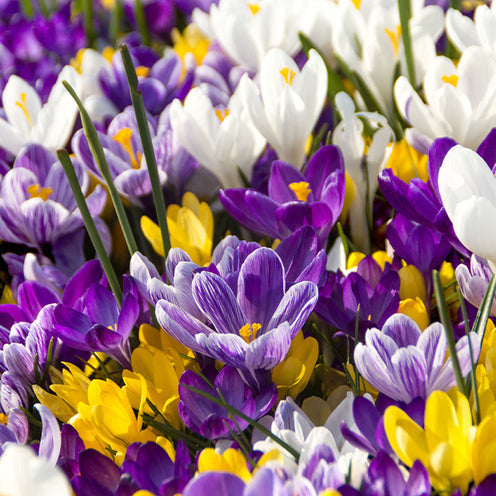 100 Bulbes de fleurs Running Wild en mélange - Narcissus, Tulipa, Crocus, Allium, Muscari, Anemone, Galanthus - Bakker