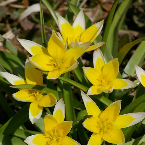 Vente 100 Bulbes de fleurs Running Wild en mélange - Narcissus, Tulipa, Crocus, Allium, Muscari, Anemone, Galanthus