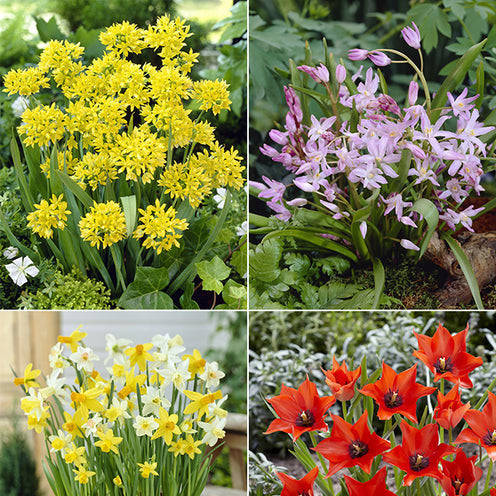 100 Bulbes de fleurs 6 Mois de Fleurs en mélange - Bakker