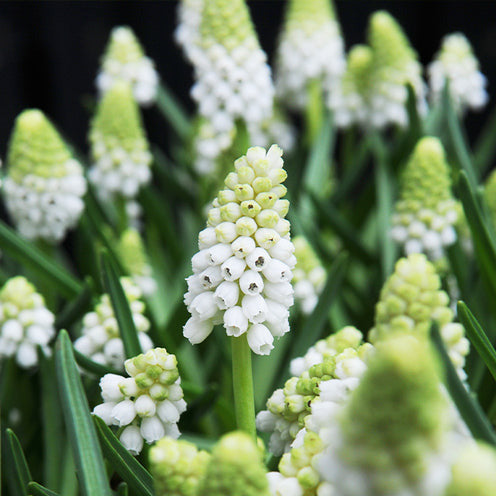 70 Bulbes de fleurs Butterfly Food en mélange - Packs de bulbes de fleurs - Bakker
