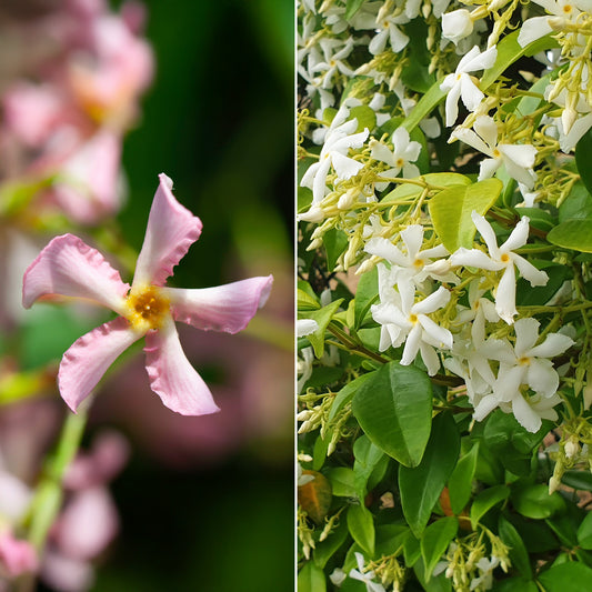 Collection de 2 Jasmin étoilé rose et blanc - Bakker