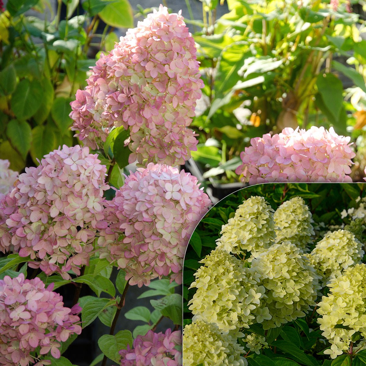 Hortensia paniculé Magical® Candle - Bakker