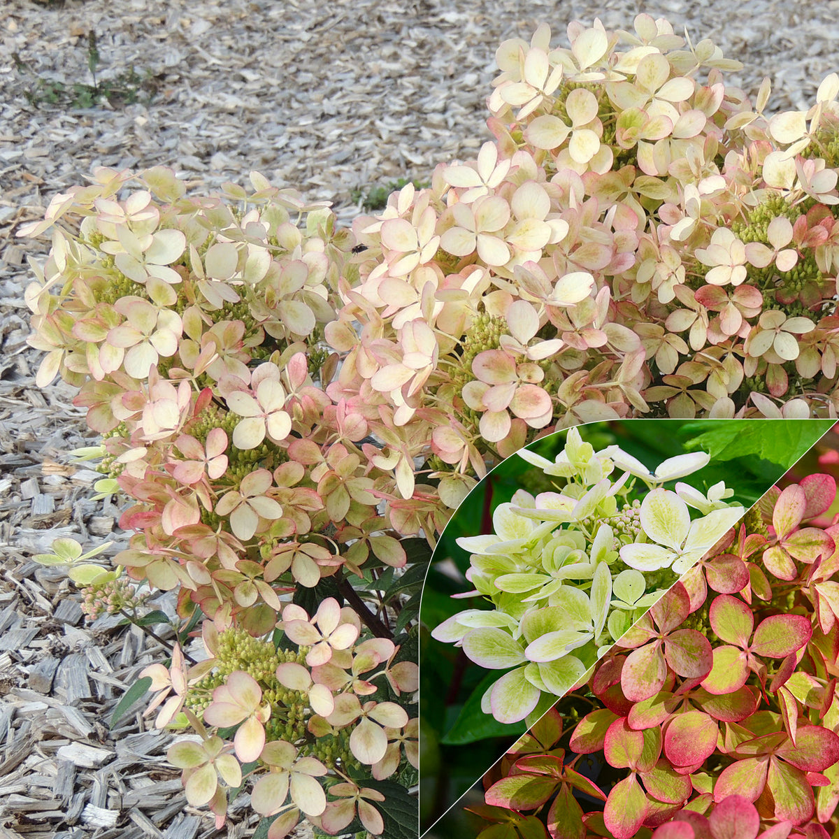 Hortensia paniculé PASTELGREEN® Renxolor - Bakker