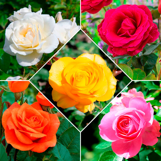 Collection de 5 Rosiers pour bouquets
