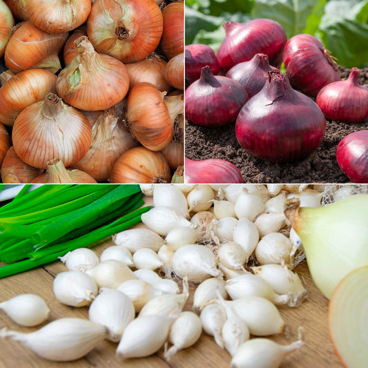 Collection de 3 Oignons: Snowball, Stuttgart, Brunswick - Bakker