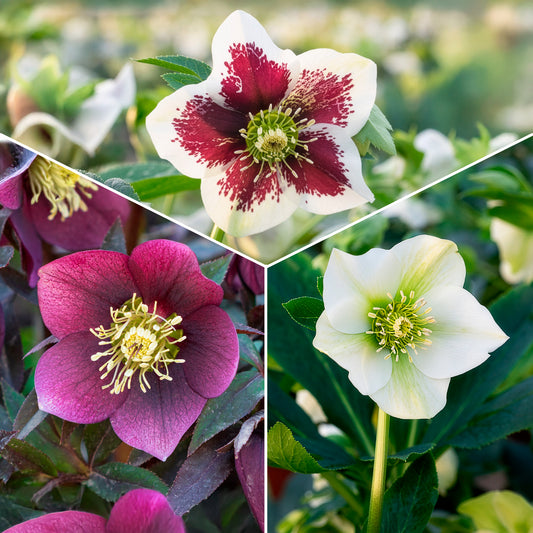 3 Hellébores d'Orient en mélange