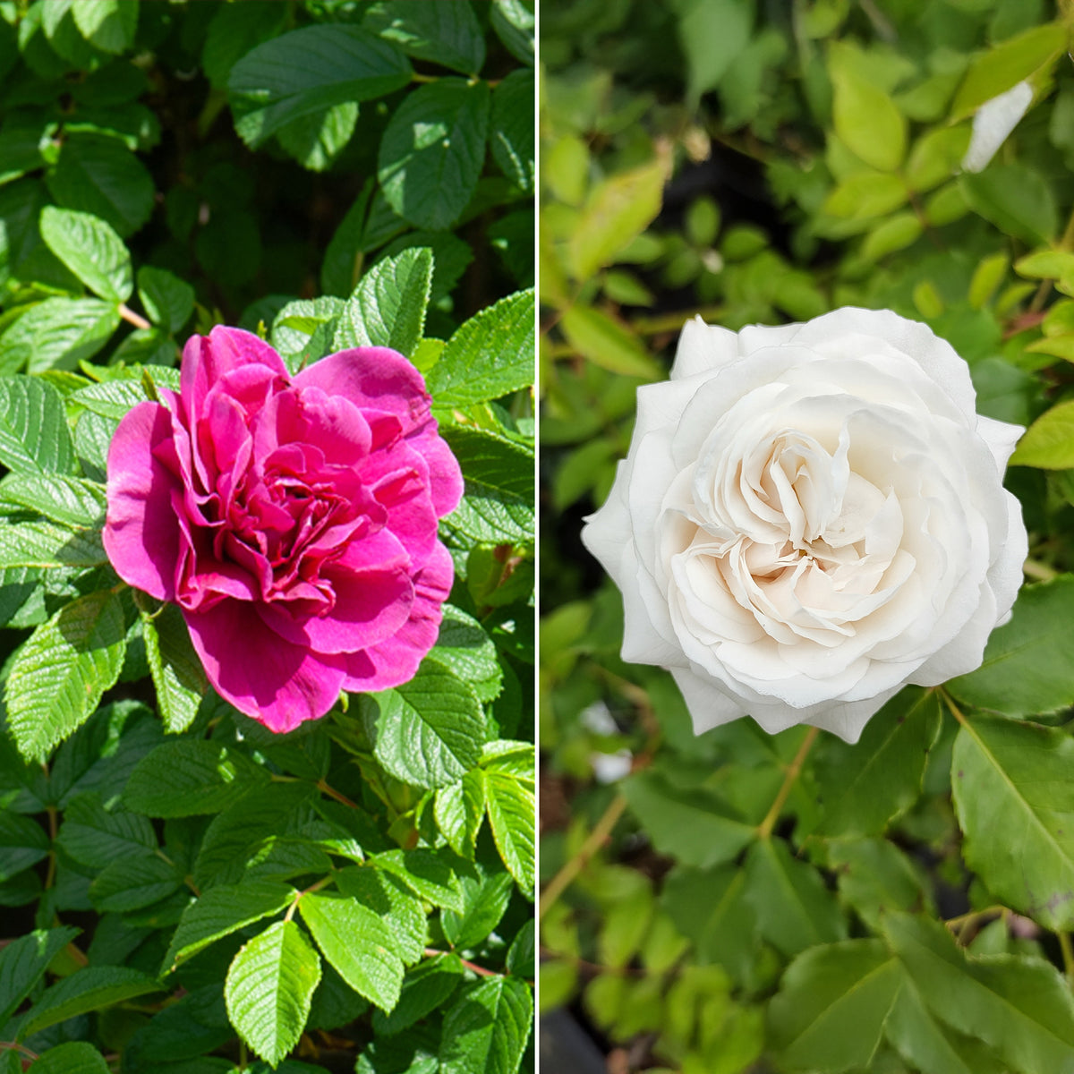 Collection de 2 Rosiers botaniques - Bakker