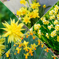 Collection de 30 mini Narcisses : Jet fire, Rip van Winkle, Tête à tête - Bakker