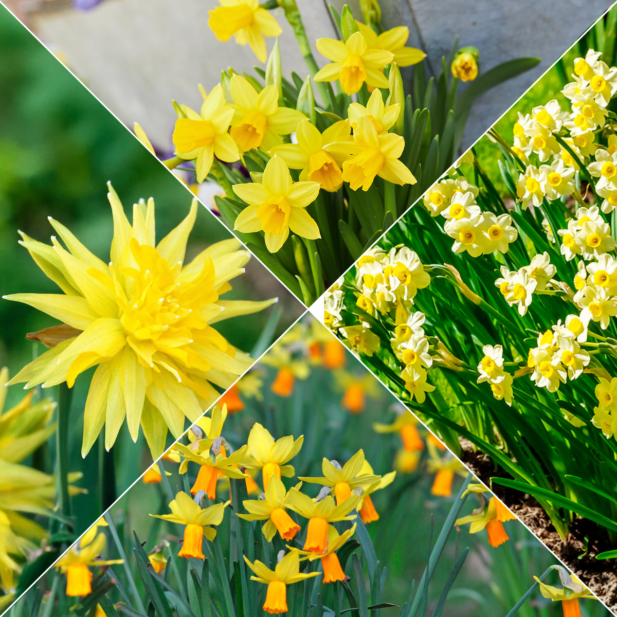 Collection de 30 mini Narcisses : Jet fire, Rip van Winkle, Tête à tête - Bakker