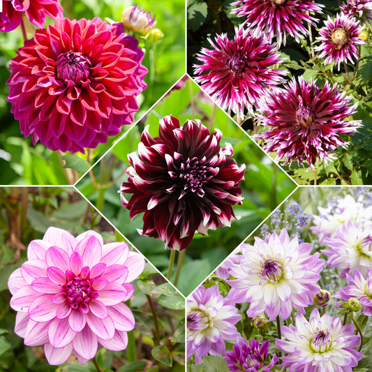5 Grands Dahlias en mélange - Bakker