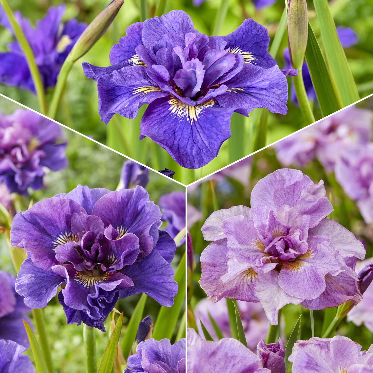 Collection d'Iris de Sibérie - Bakker