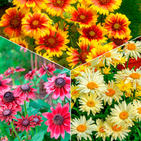 Collection de 6 Marguerites colorées - Bakker