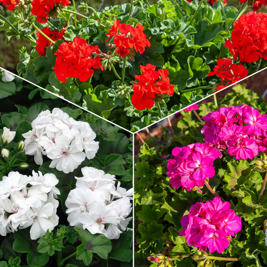 Collection de 6 Géraniums : rouges, blancs, Dark Lilac - Bakker