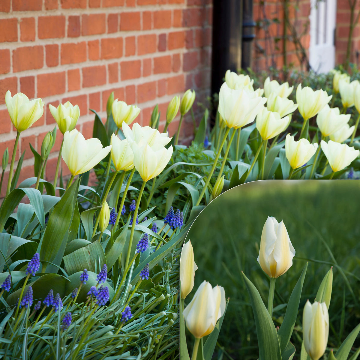 10 Tulipes Fosteriana Purissima - Bakker
