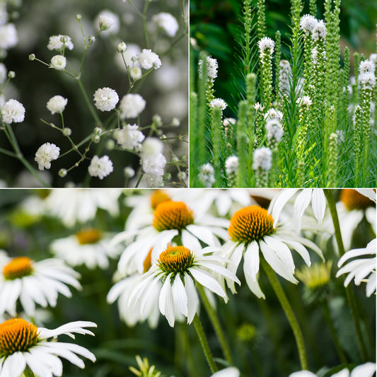 Vivaces à fleurs Blanches - Bakker