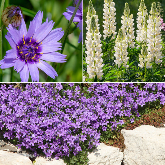 Vivaces Bleues et Blanches - Bakker