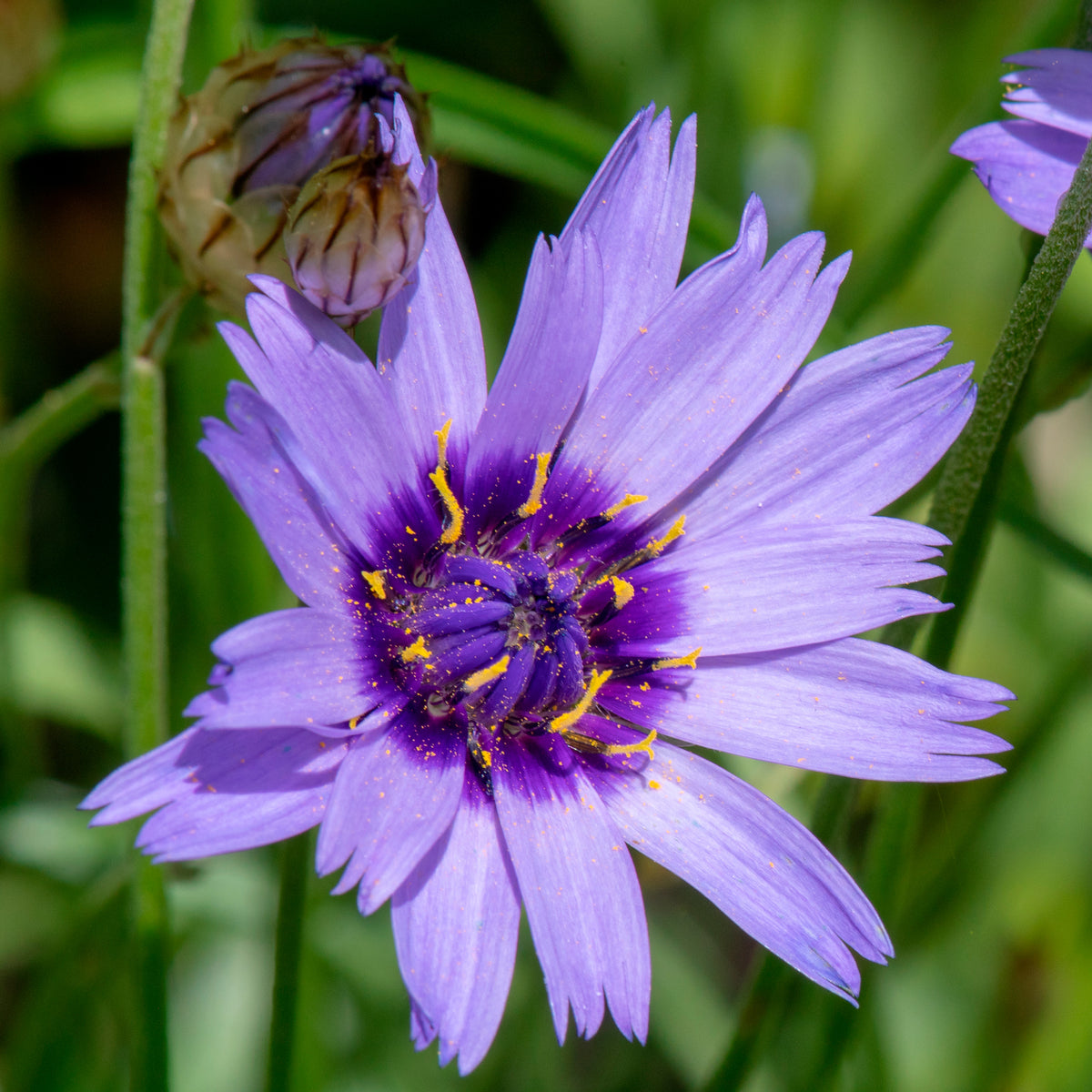Vivaces Bleues et Blanches - Campanula, Lupinus, Catananche - Bakker